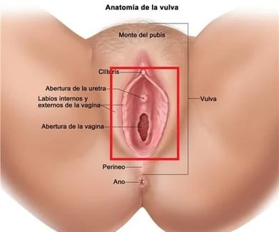 Anatomía Vagina
