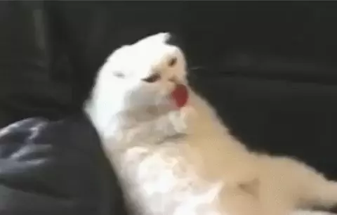 Gato comiendo piruleta